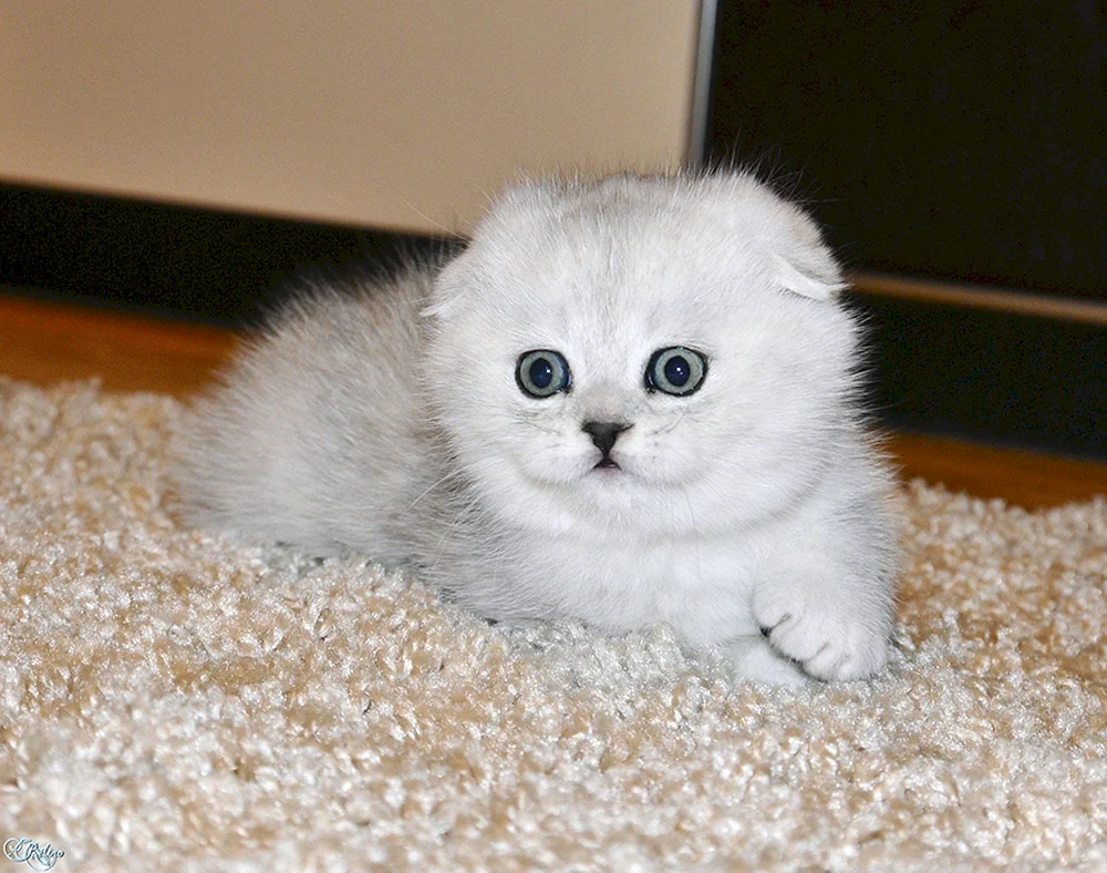 Schottische lop Katze