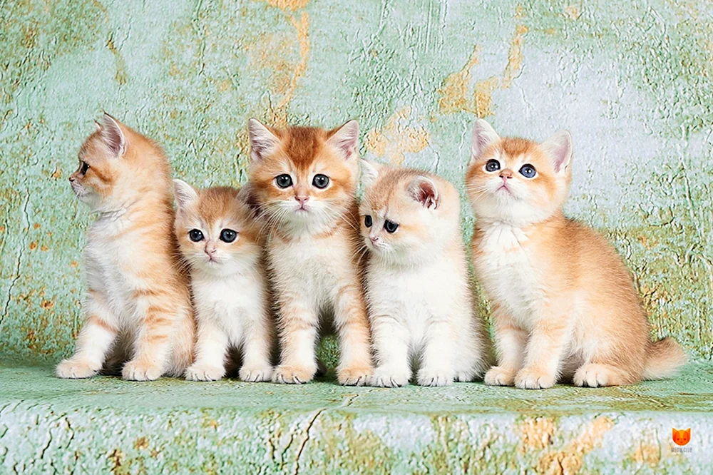 Britisches Goldenes Chinchilla