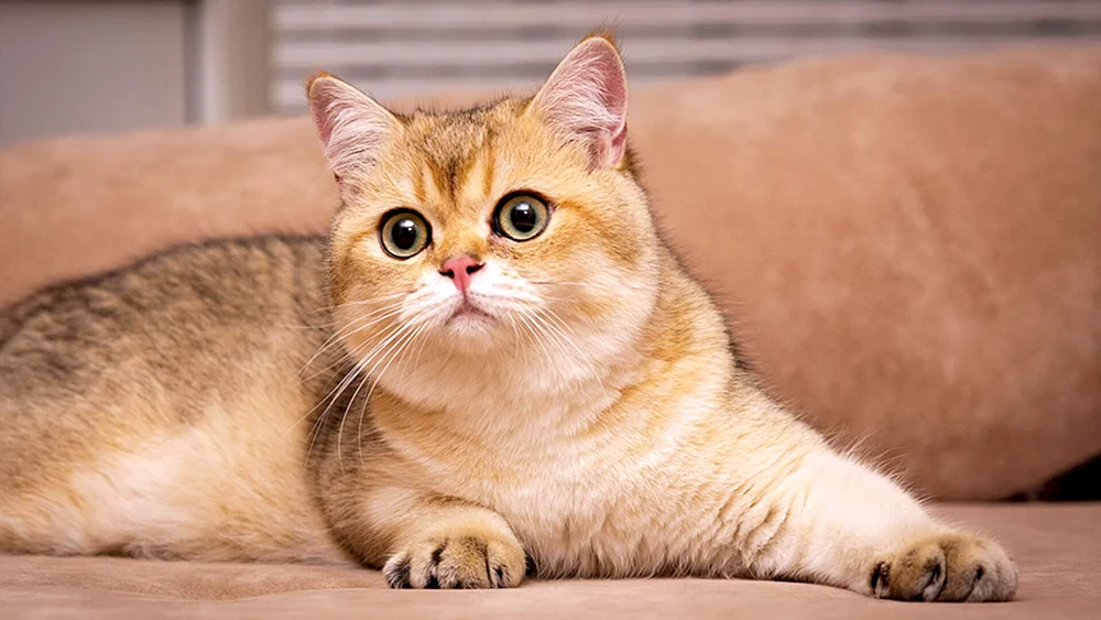 Britisches Goldenes Chinchilla Katze chinchilla