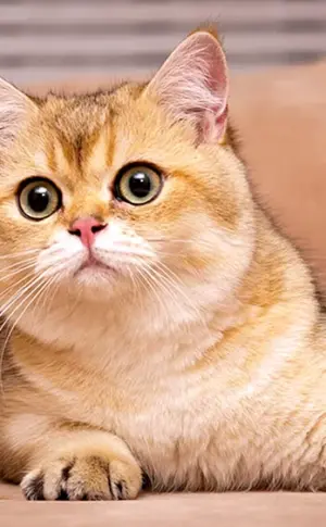 Britisches Goldenes Chinchilla