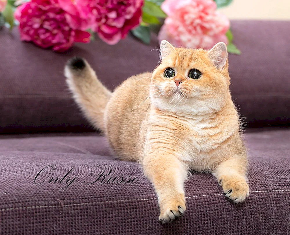 British Golden Chinchilla