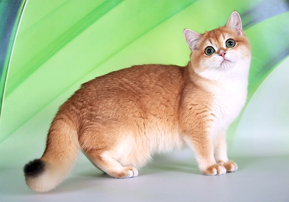 British Golden Chinchilla