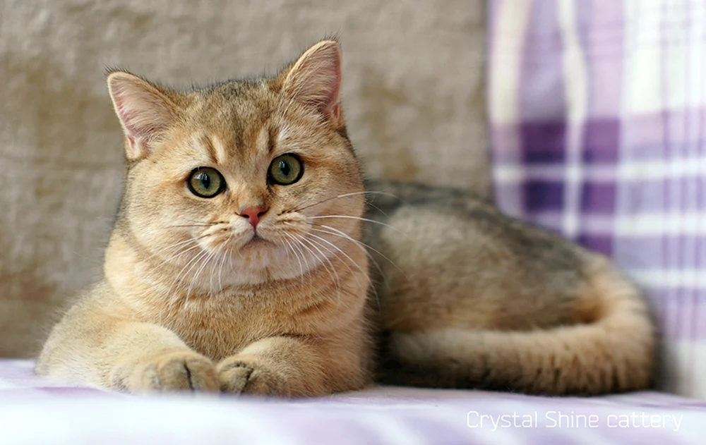 British Golden Chinchilla. Goldene Chinchilla