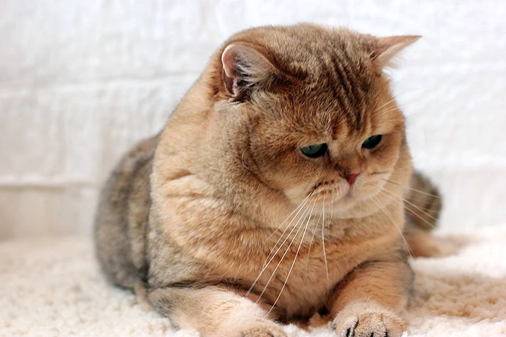 Britische Goldene Chinchilla