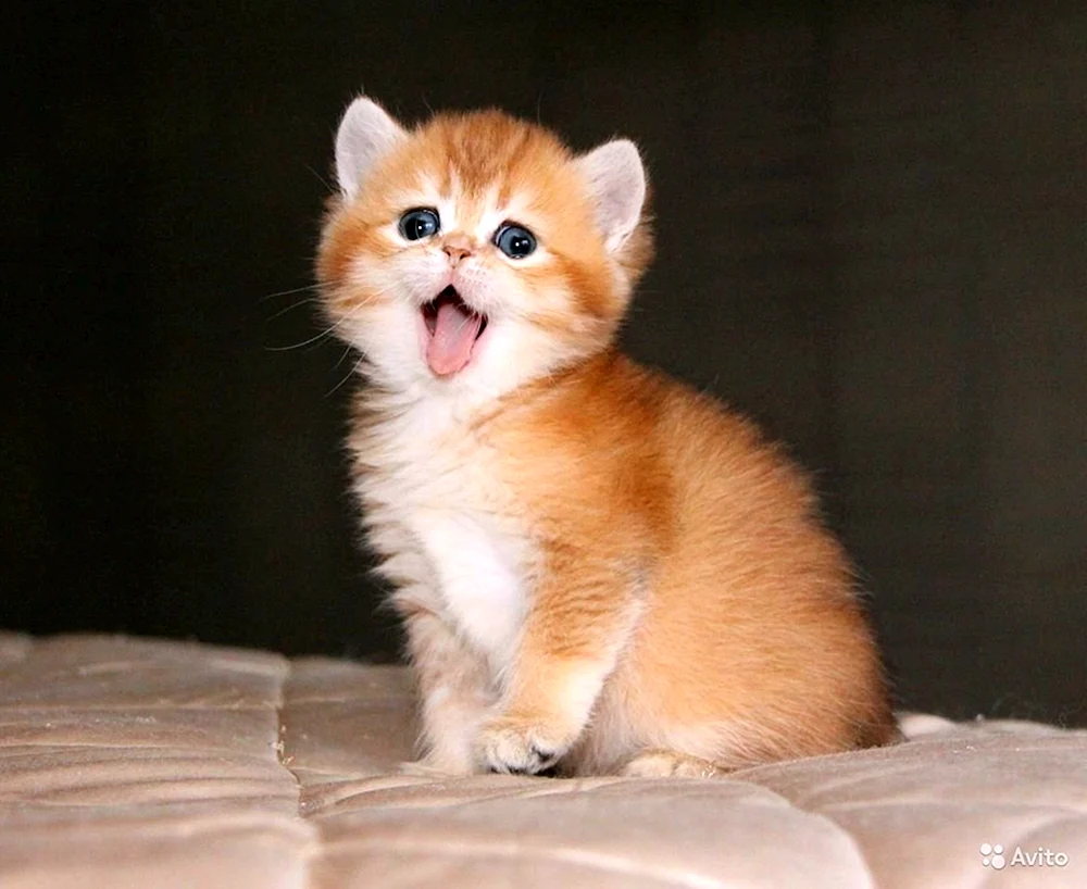 Britische Goldene Chinchilla