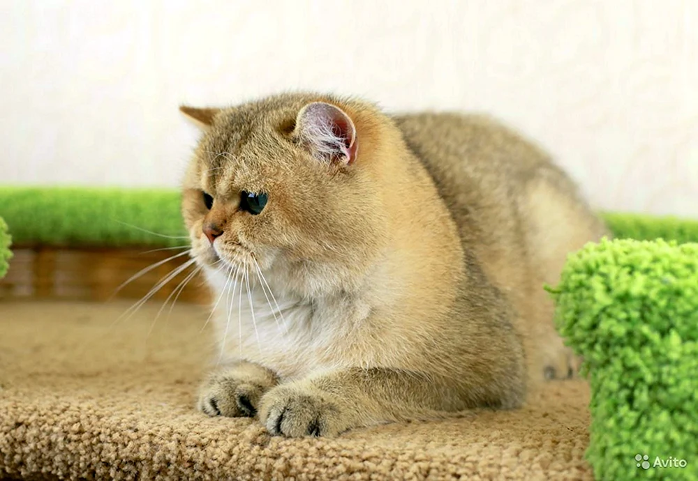 Britische Goldene Chinchilla