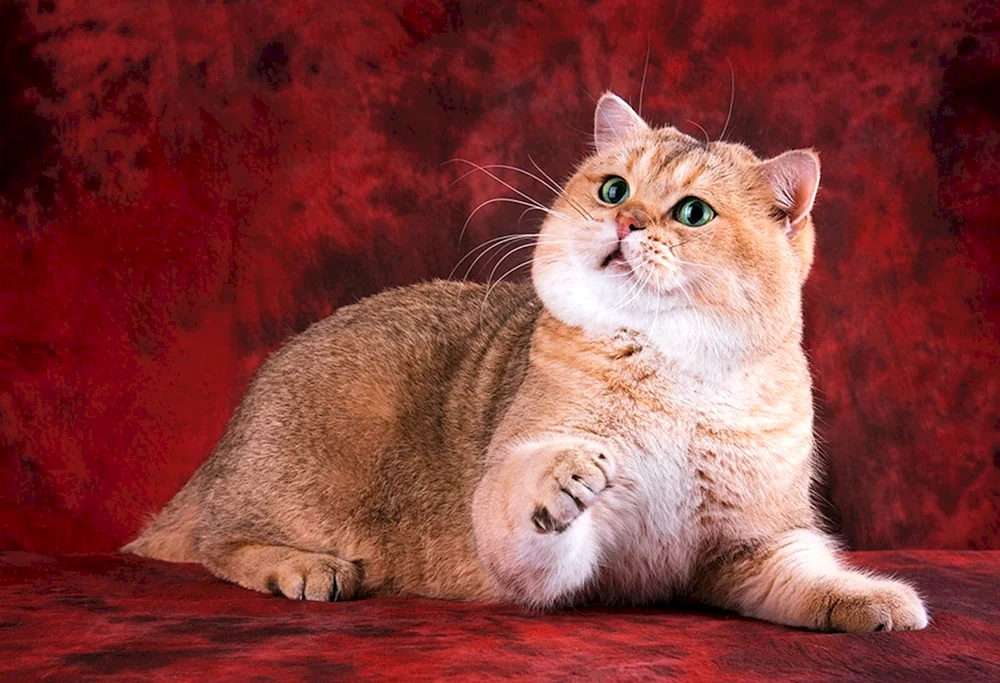Britische Goldene Chinchilla