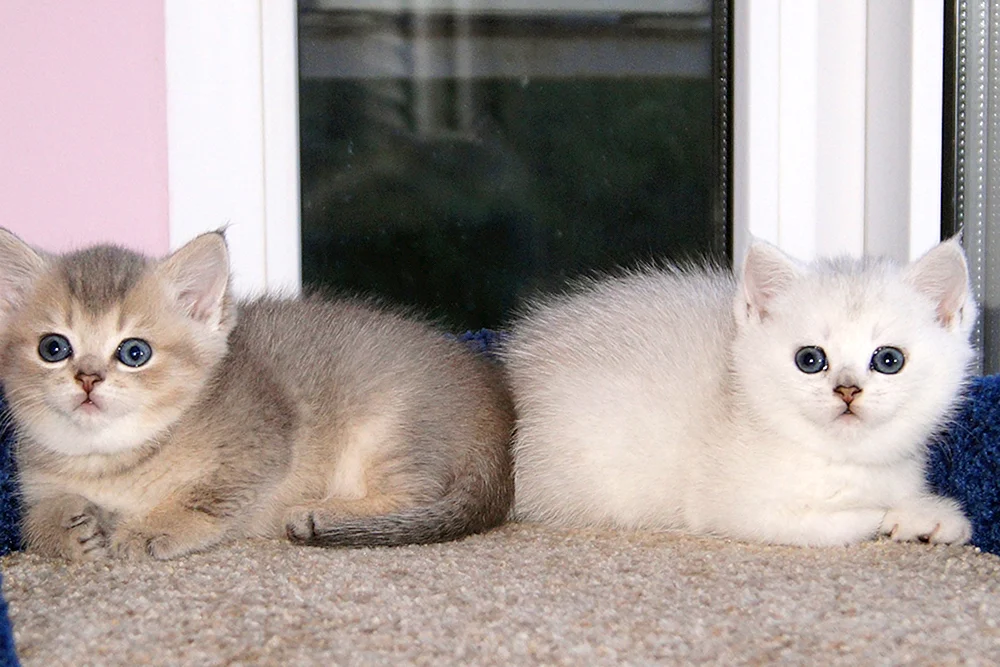 Britische Goldchinchillakatze