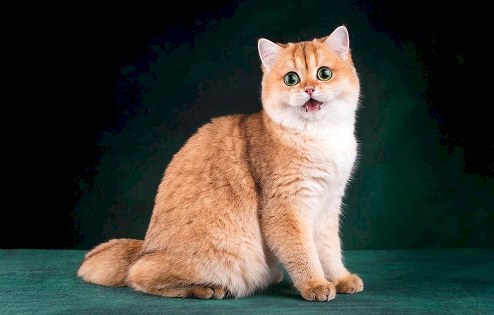 Britisches Golden Chinchilla
