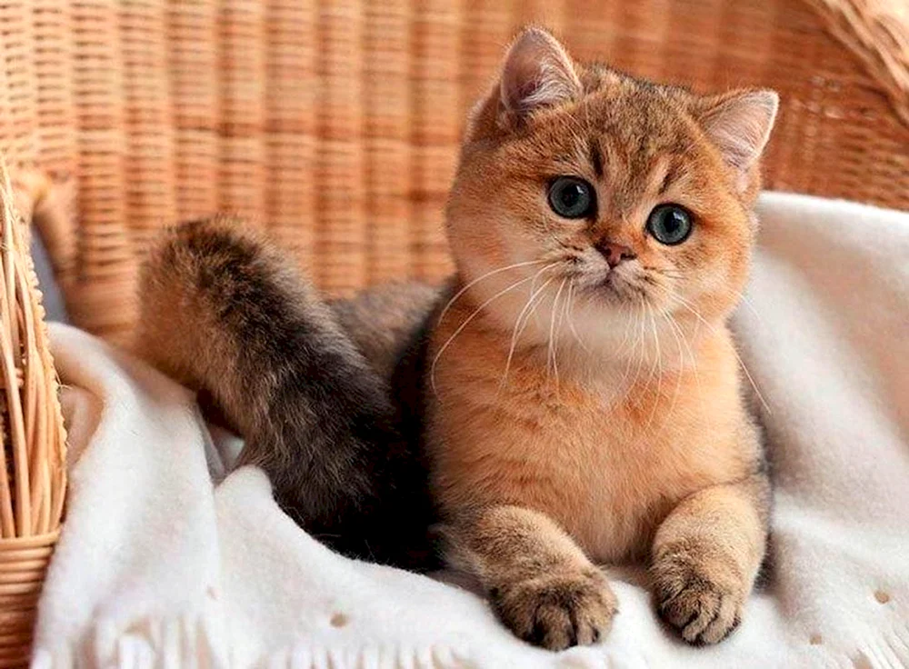 Britisches Golden Chinchilla