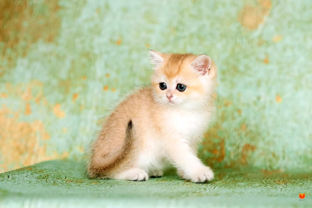Britisches Goldenes Chinchilla