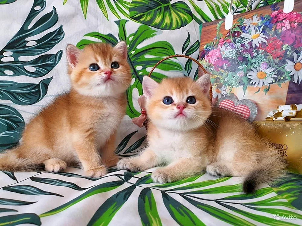 Britisches Goldenes Chinchilla