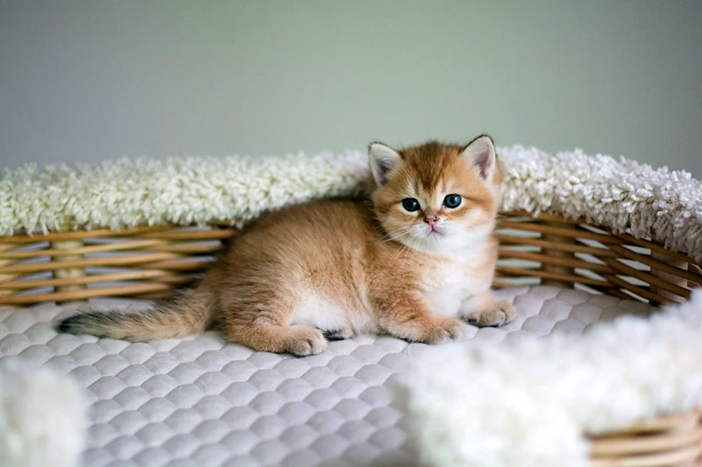 Britisches Goldenes Chinchilla