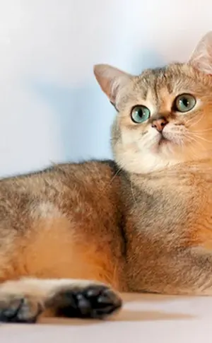 Britisches Goldenes Chinchilla