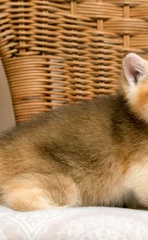 Britisches Goldenes Chinchilla