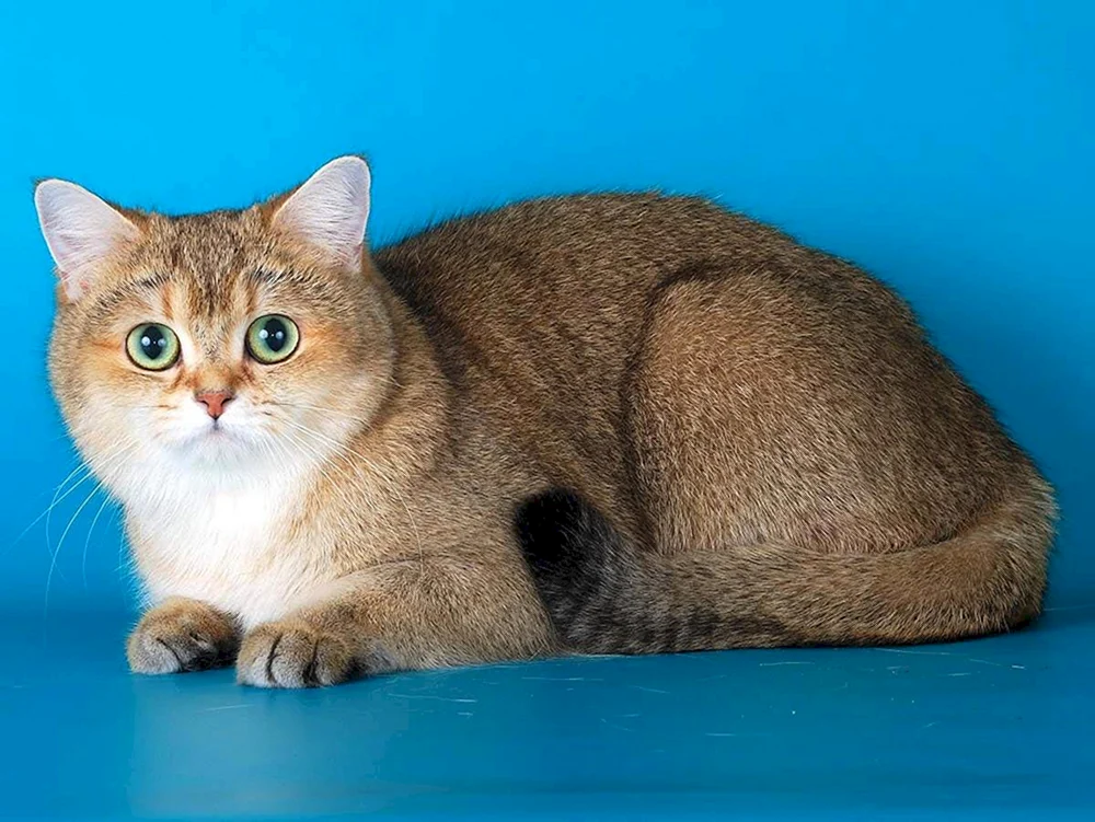 Britisches Goldenes Chinchilla