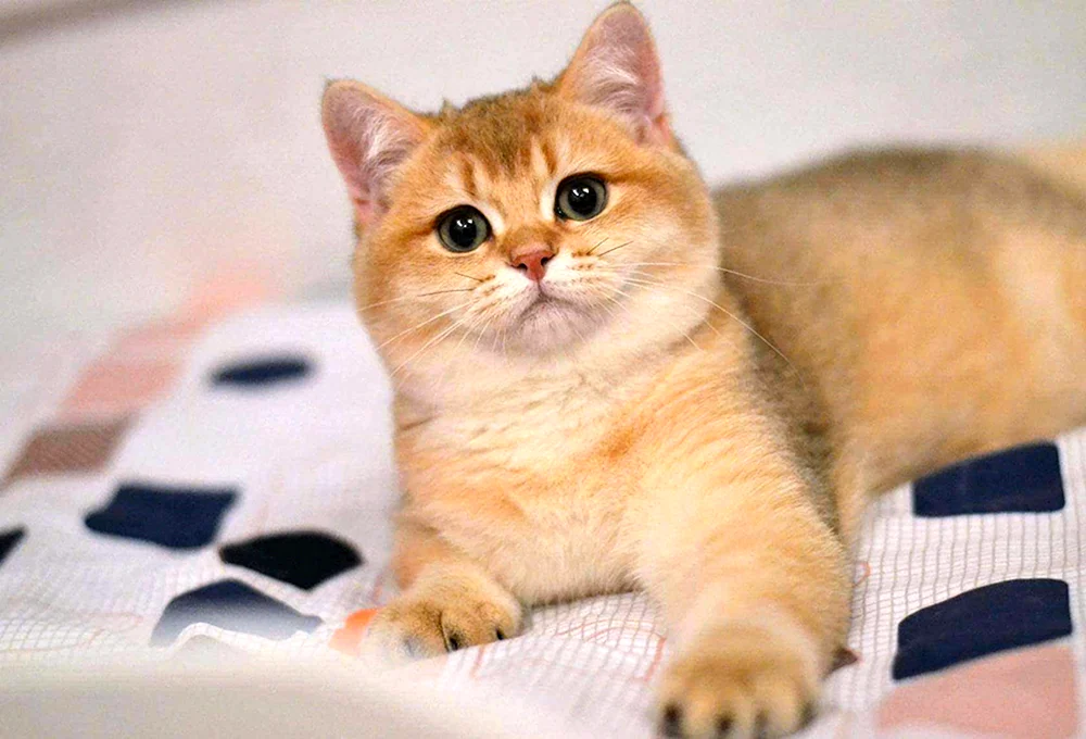 Britisches Goldenes Chinchilla