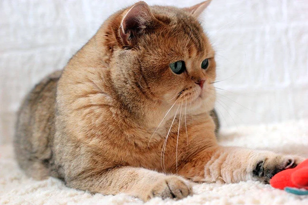 Britisches Goldenes Chinchilla