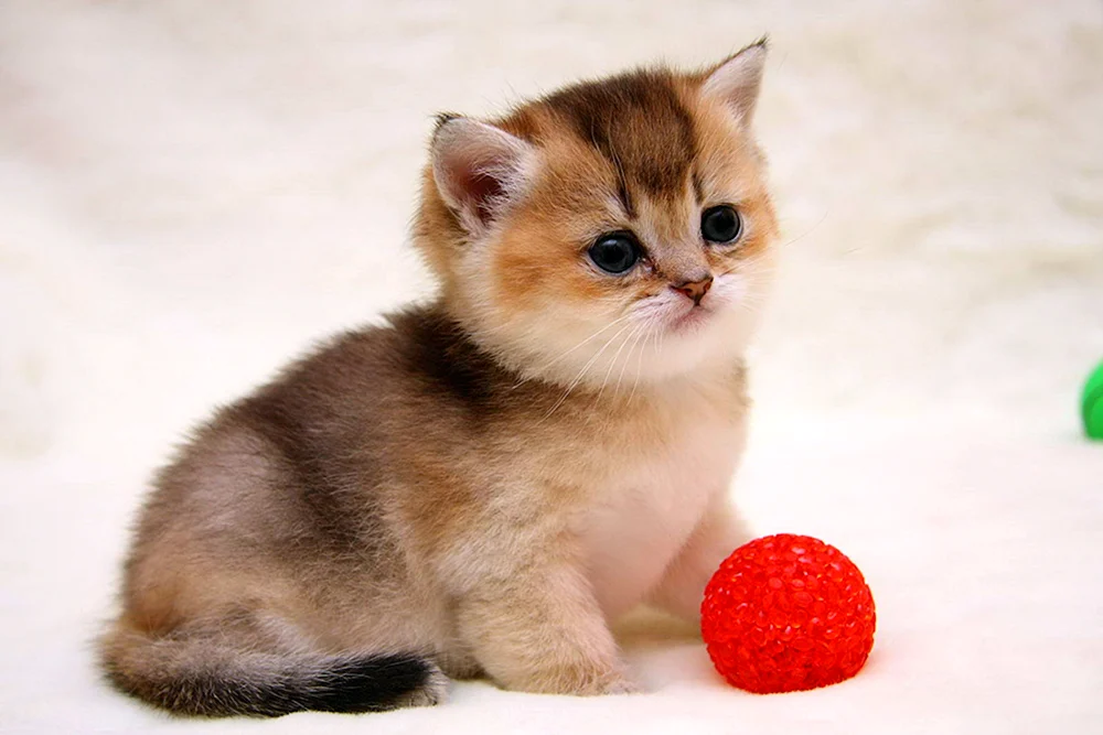 Britische Golden Chinchilla Katze
