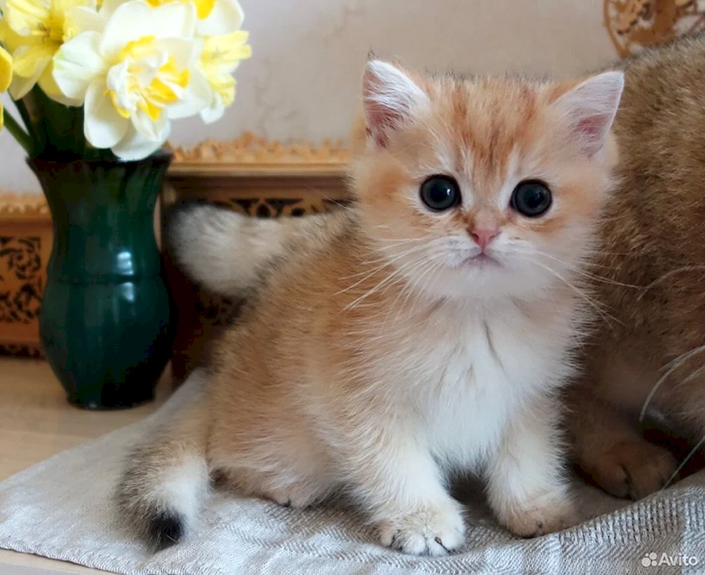 Britische Golden Chinchilla Katze