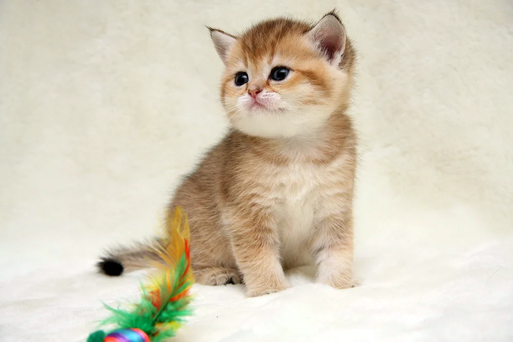 Britisches Golden Touched Chinchilla