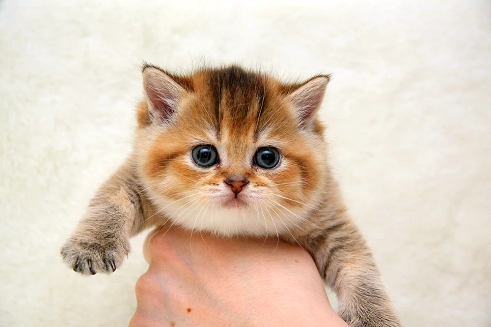 Britisch Goldenes Chinchilla