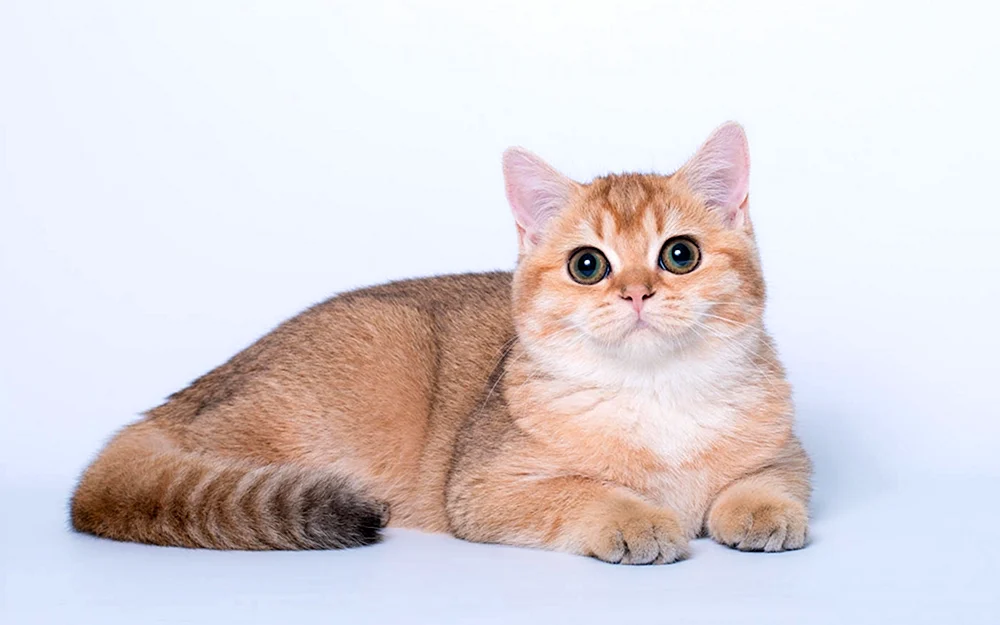 Britisches Goldenes Chinchilla