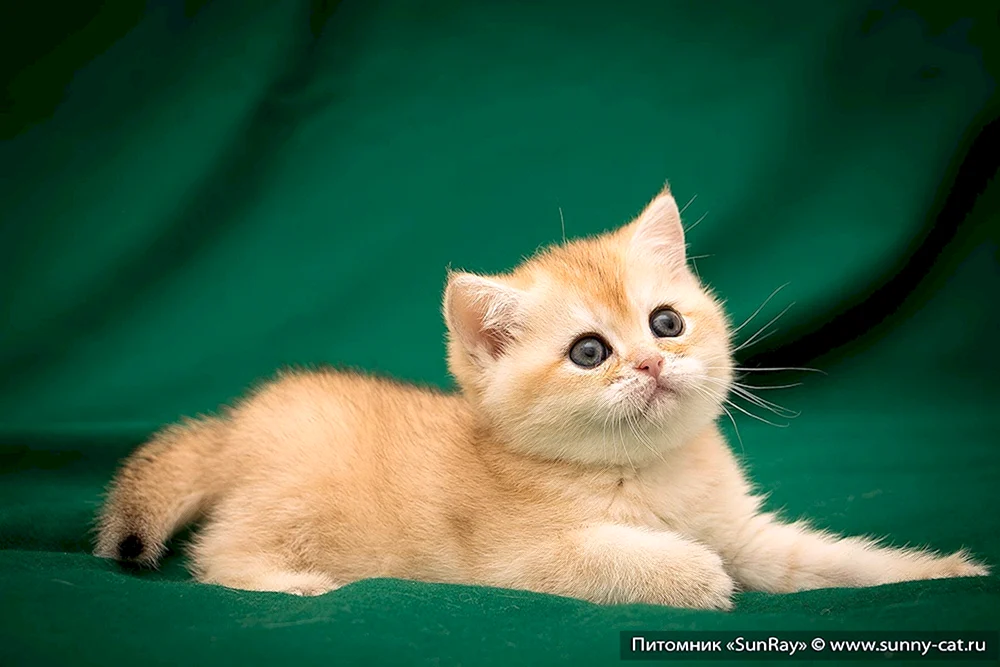 Britisches Goldenes Chinchilla