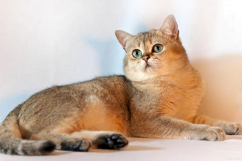 Britisches Goldenes Chinchilla