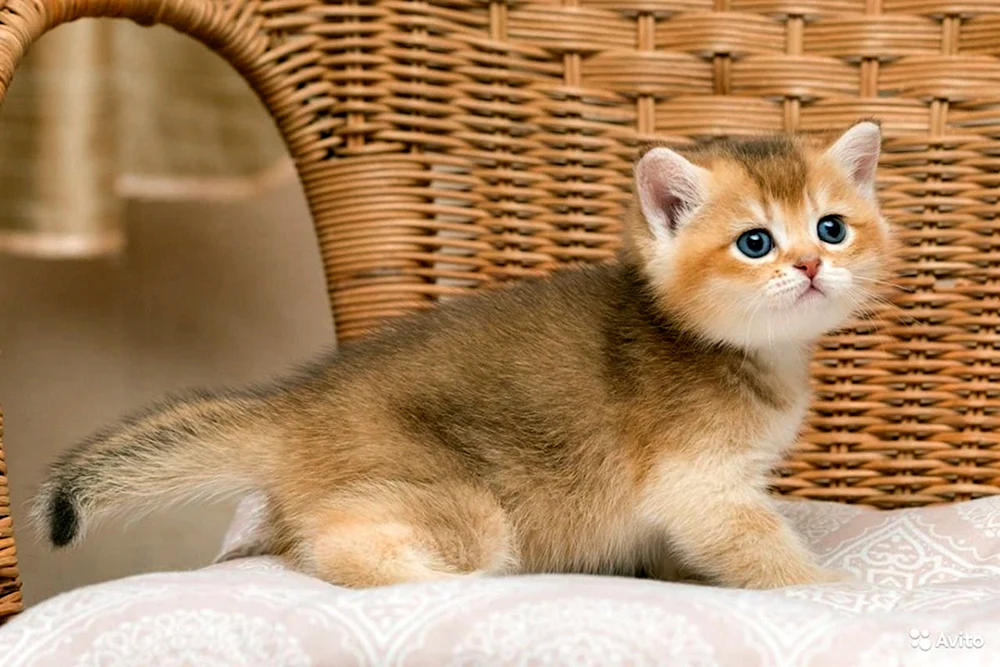 Britisches Goldenes Chinchilla