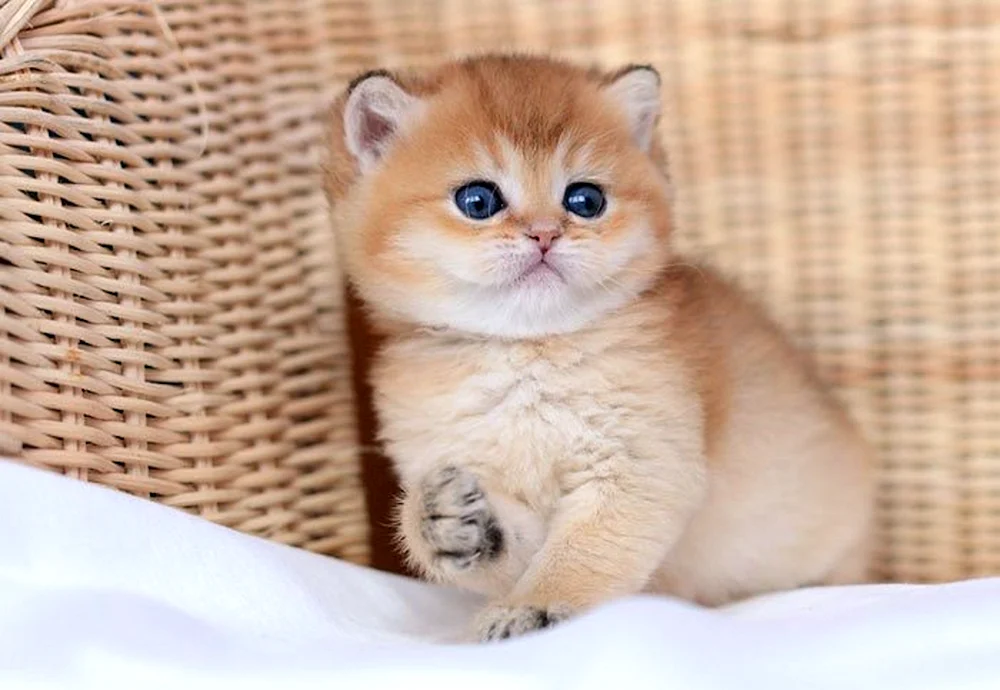 Britisches Goldenes Chinchilla