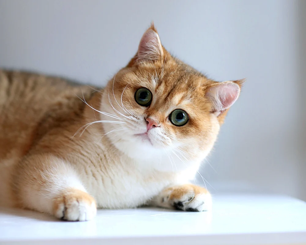 Britisches Goldenes Chinchilla