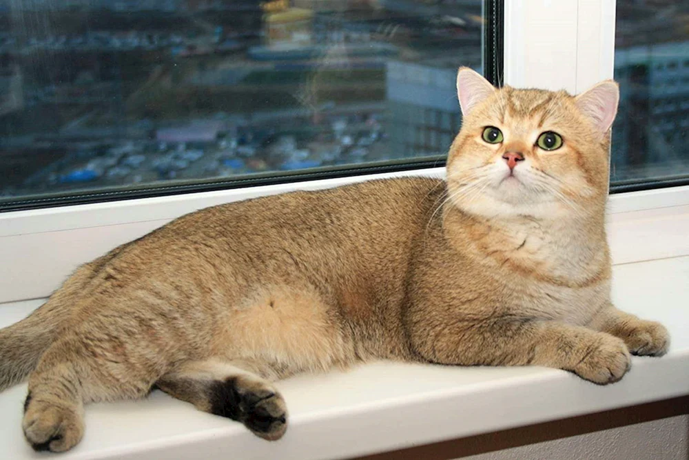 Britisches Golden Chinchilla