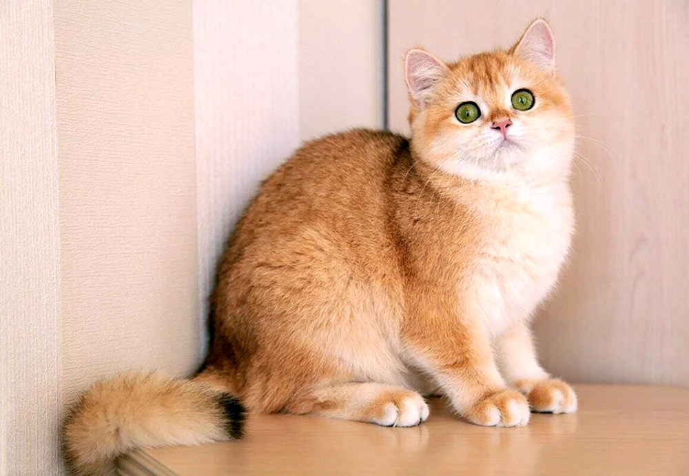 Britische Silberchinchillakatze
