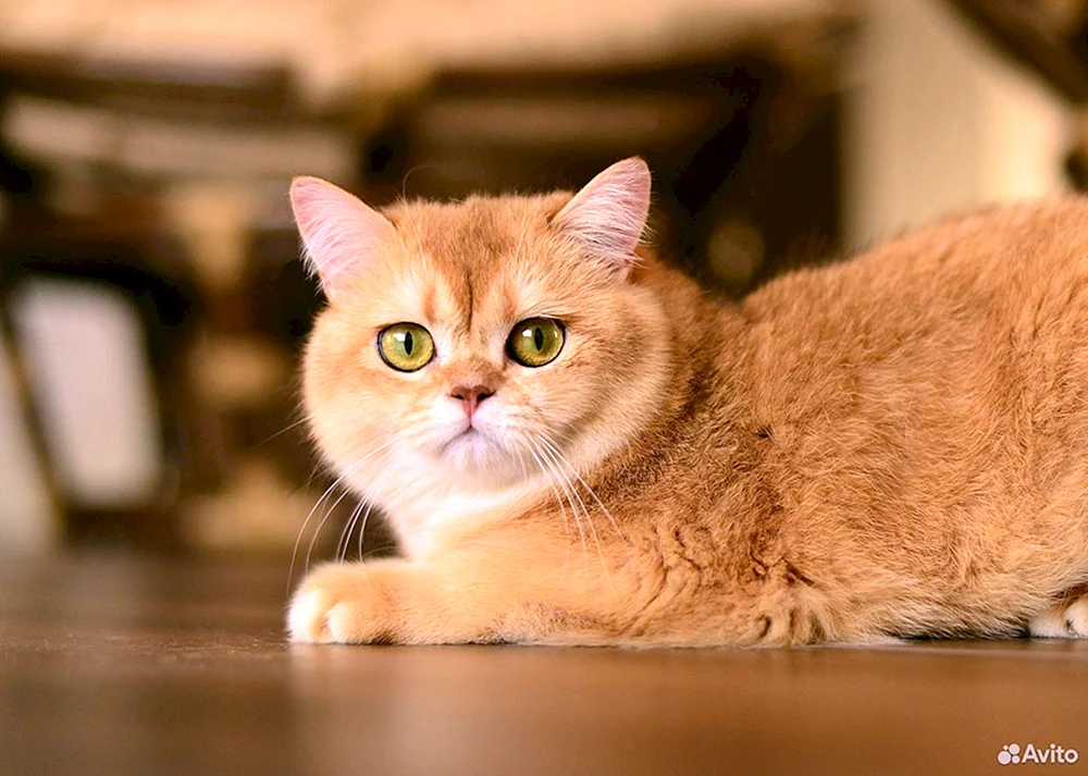 Britisch Golden Chinchilla