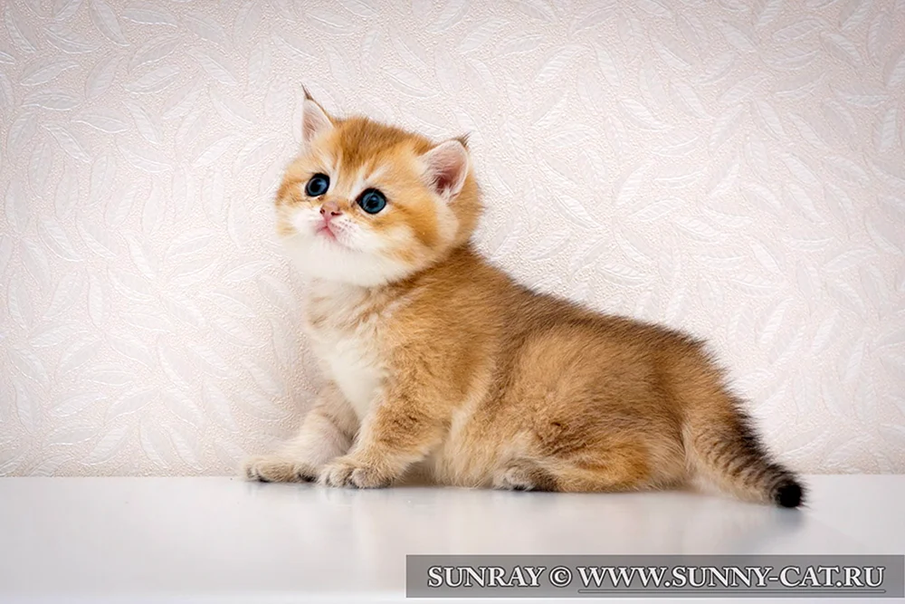 Britisch Golden Chinchilla
