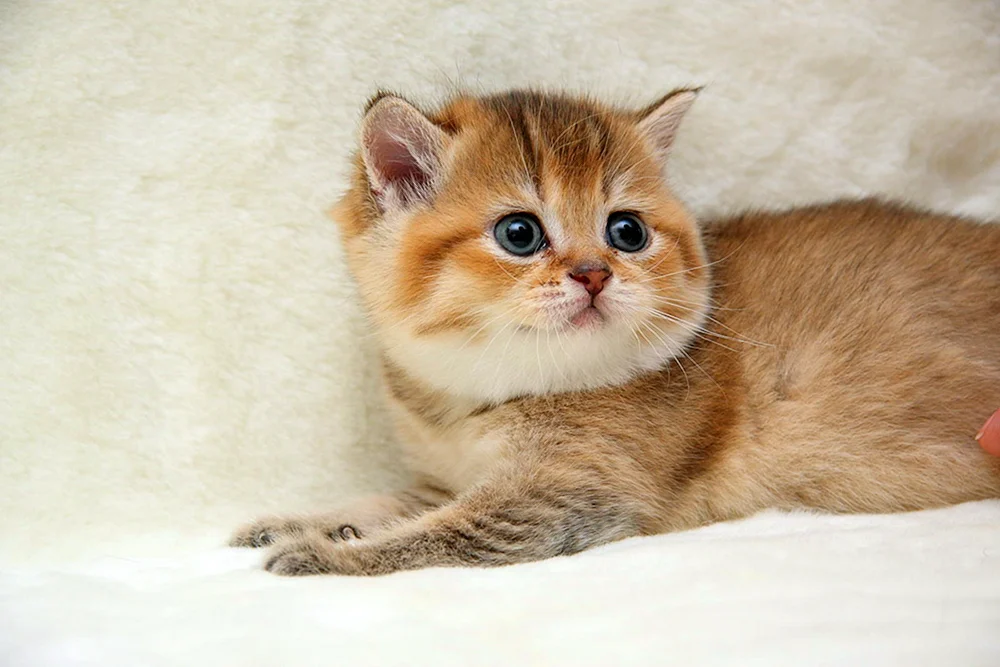 Britisch Kurzhaar Golden Chinchilla