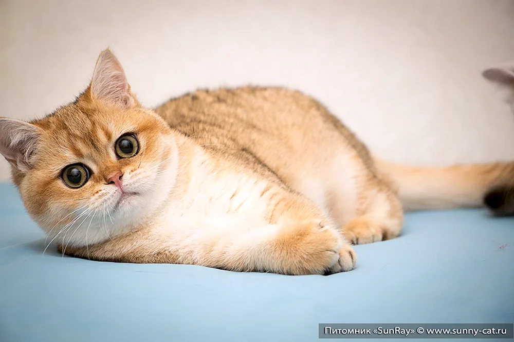 Britisch Golden Chinchilla lop