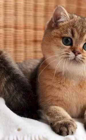 Britisches Goldenes Chinchilla