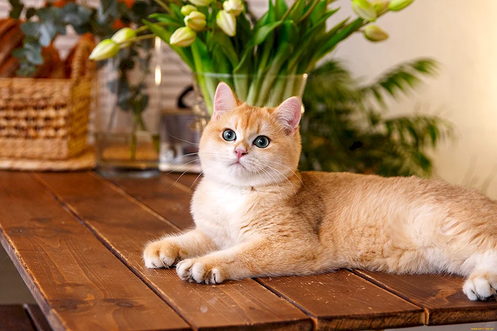 Britisches Goldenes Chinchilla Katze