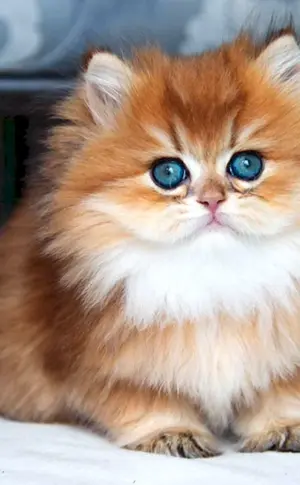 Britische Golden Chinchilla langhaarig