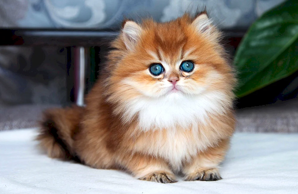 Britische Golden Chinchilla langhaarig