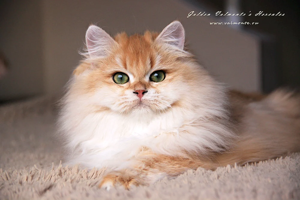 Britische Golden Chinchilla langhaarige Katze