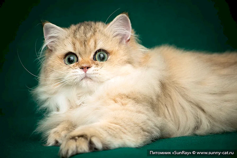 Schottische Langhaarchinchillakatze
