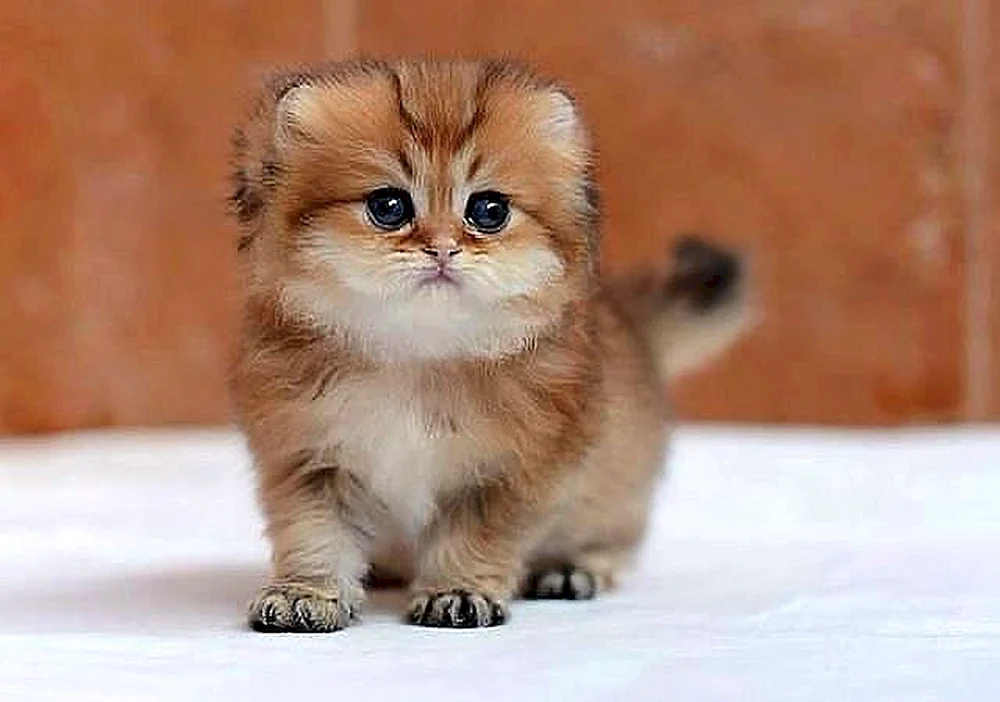 Britisches Golden Chinchilla Munchkin