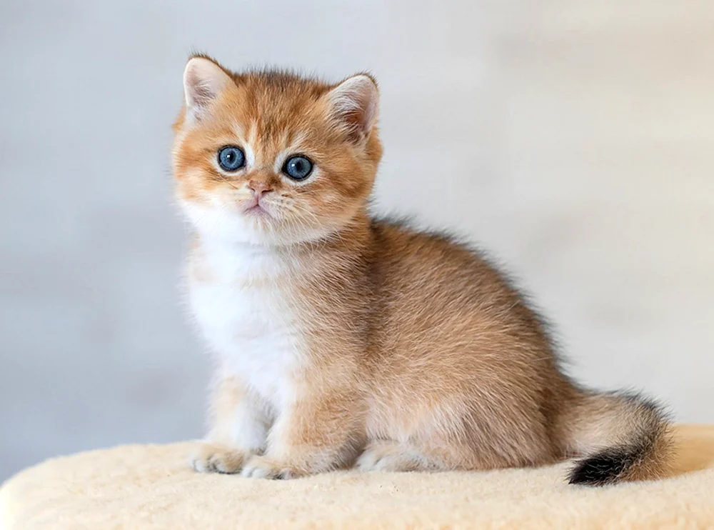 Britische Silberchinchillakatze