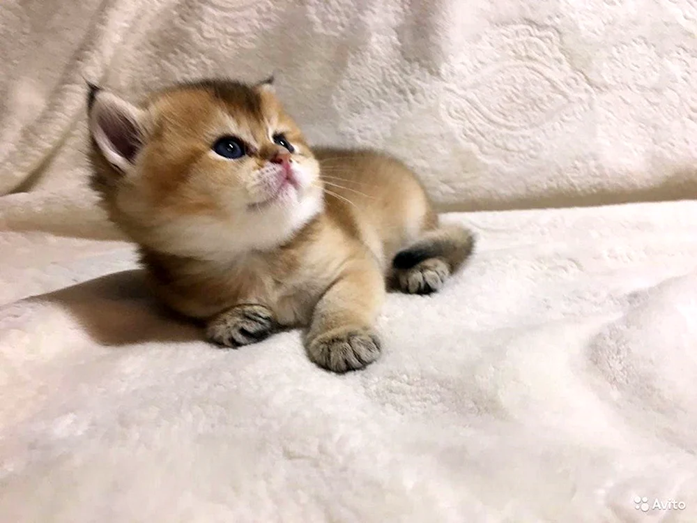 Britisch Golden Chinchilla