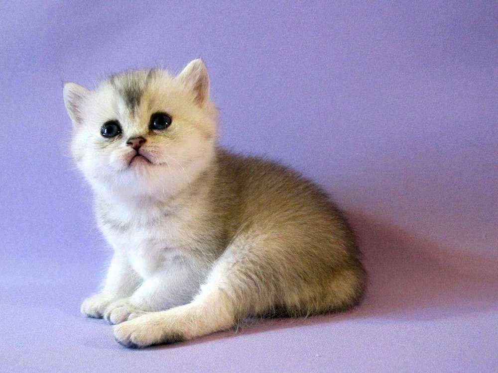 Britisches Schottisches Chinchilla