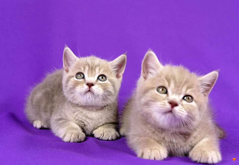 British lop Katze zu unterscheiden Scottish