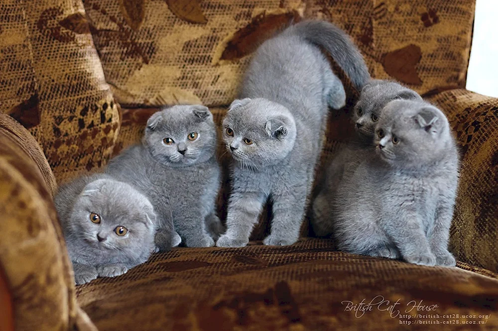 Britische lop cat
